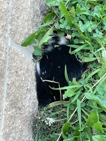 Skunk at PPS