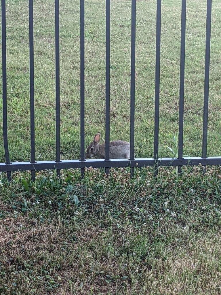 Bunny at PPS